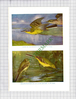 9552) YELLOW WAGTAIL BLUEHEADED A W Seaby - 1966 Bird Book Print