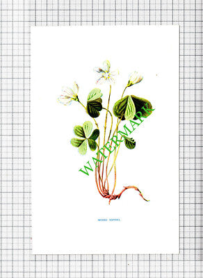 WOOD SORREL Botannical Flower Plant PRINT - c.1900 Small Print