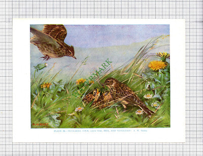 9546) SKYLARK A W Seaby - 1966 Bird Book Print