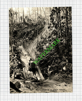 Atherton Tableland Queensland Australia Logging - 1960s Cutting / Print