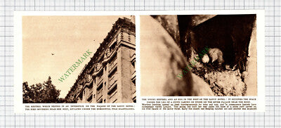 8689) Savoy Hotel Kestrel Nest - 1952 Cutting