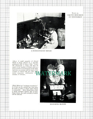C5492) Equine Research Centre Newmarket Horse - 1955 Double-Sided Cutting