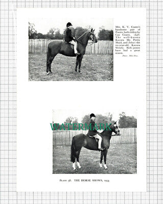 C5483) Gay Coates Mrs KV Coates Horse Kavora - 1955 Cutting