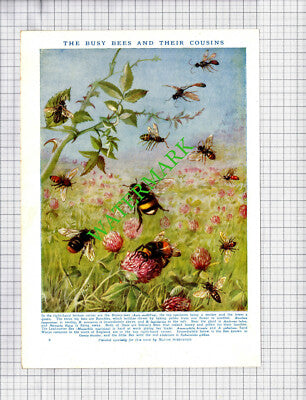 Bee Types Maude Scrivener - c.1940s Book Print
