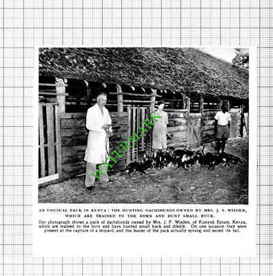 Mrs J F Wisden Hunting Daschunds Kunyak Estate Kenya - 1953 Small Cutting
