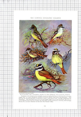 Flycatcher Bird Allan Brooks - c.1936 Book Print / Cutting