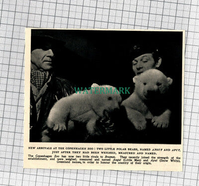 C917) Copenhagen Zoo Polar Bear Cubs Angut & Aput - 1951 Cutting