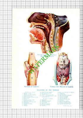 THE THROAT - Small Antique Human Body Medical Print c.1915