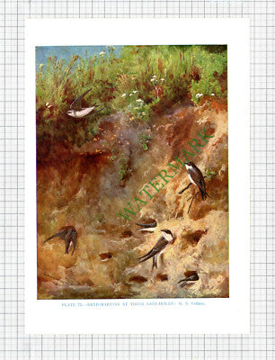 SANDMARTIN SAND MARTIN Bird G E Collins - c.1960s Book Print