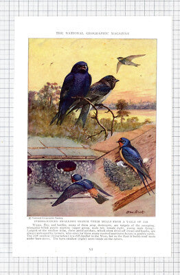 Swallow Bird Allan Brooks - c.1936 Book Print / Cutting