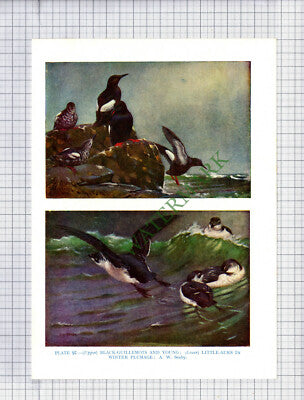 9762) BLACK GUILLEMOT LITTLE AUK A W Seaby - 1966 Bird Book Print