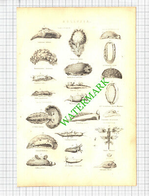 Mollusca Molluscs Mollusc Print - 19th Century Book Print