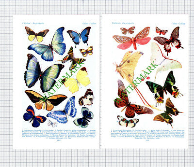 Foreign Butterflies and Moths - c.1950s Two Part Print / Cutting