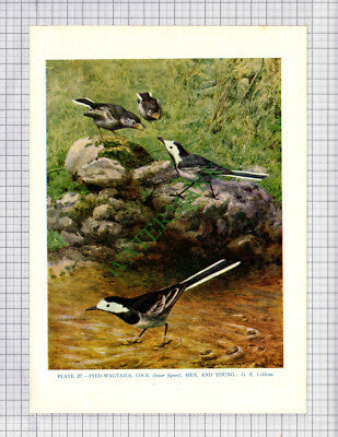 9544) PIED WAGTAIL G E Collins - 1966 Bird Book Print