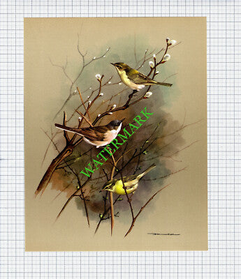 Chiffchaff Willow Warbler Whitethroat Basil Ede - 1960s Bird Print
