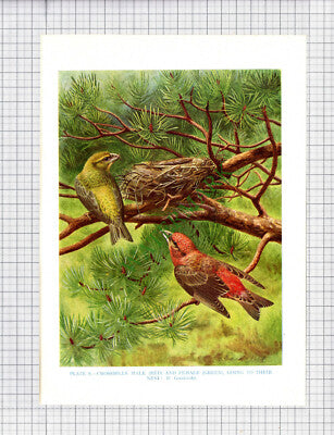 9538) CROSSBILL H Goodchild - 1966 Bird Book Print