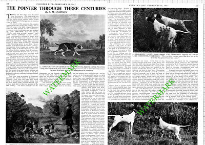 The Pointer Dog Crookrise Gledstone Yorkshire - 1967 Article
