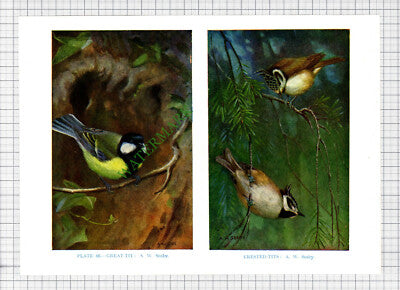 9642) GREAT TIT CRESTED TIT A W Seaby - 1966 Bird Book Print