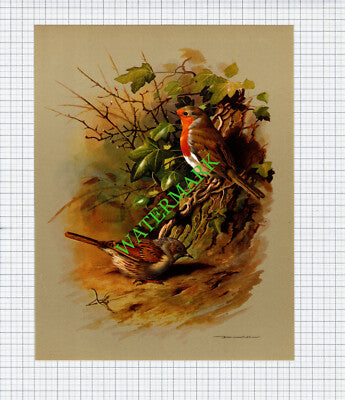 Dunnock Robin Basil Ede - 1960s Bird Print