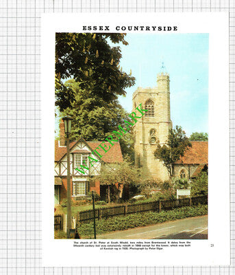 Thomas Velley Ongar Essex Botanist / Church St Peter South Weald - 1971 Cutting