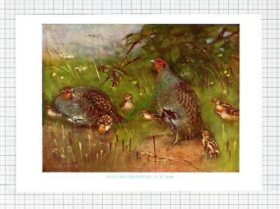 PARTRIDGE Bird A W Seaby - c.1960s Book Print