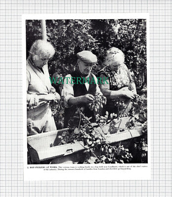 X1251) Goudhurst Hop Pickers - c.1960s Book Print
