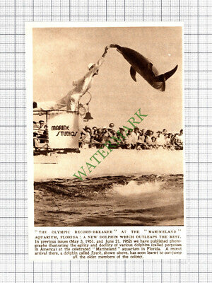 C8073) Marineland Aquarium Florida Dolphin SPECK - 1952 Cutting