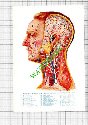 HEAD AND NECK MUSCLES NERVES - Small Antique Human Body Medical Print c.1915