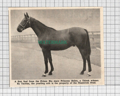 C2602) By Tacitus Horse Shamrock Stud Prince Blo - 1968 Clip