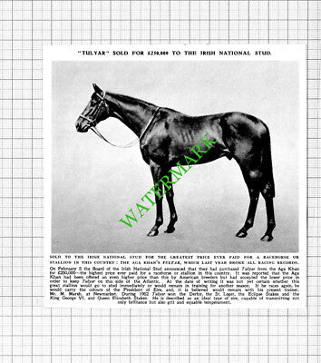 Racehorse TULYAR Sold Irish National Stud Aga Khan - 1953 Cutting