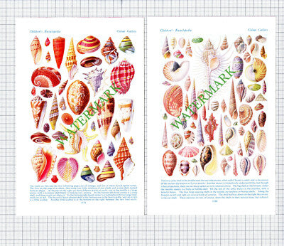 Sea Shells - c.1950s Two Part Print / Cutting
