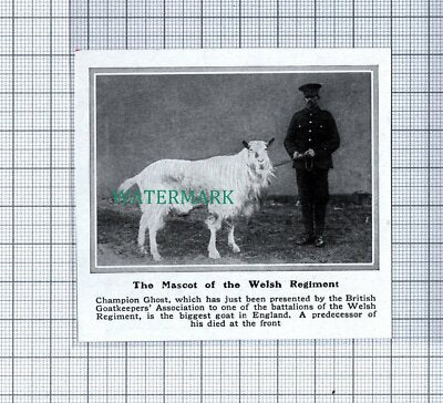 C4831) Champion Ghost Goat Mascot Welsh Regiment - 1915 Clip