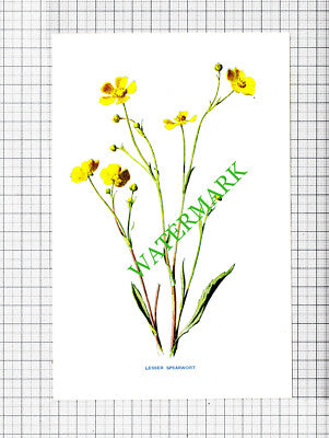 LESSER SPEARWORT Botannical Flower Plant PRINT - c.1900 Small Print