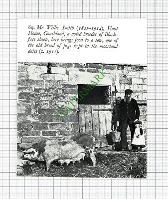 Mr Willie Smith Hunt House Goathland Pigs - 1970s Cutting
