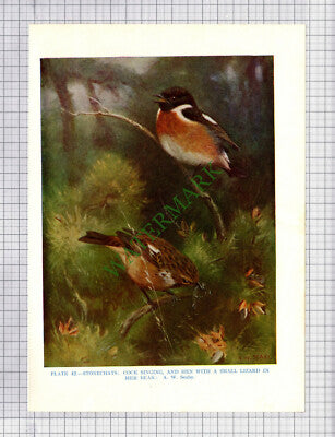 9573) STONECHAT A W Seaby - 1966 Bird Book Print