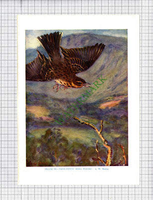 9551) TREE PIPIT A W Seaby - 1966 Bird Book Print