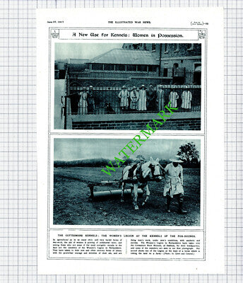 Cottesmore Kennels Oakham Women's Legion World War One WW1 -1917 Cutting / Print