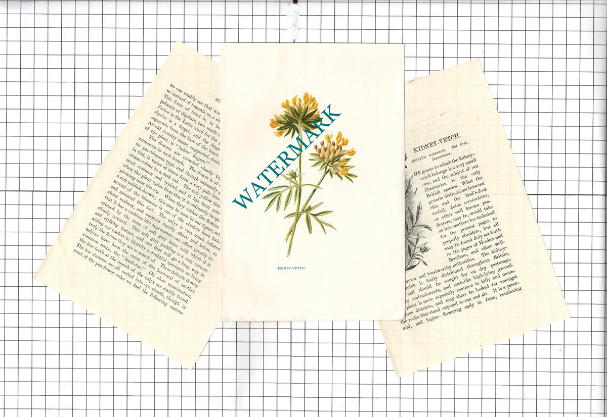 Kidney-Vetch Botannical Wild Flower Plant - c.1900 Small Print