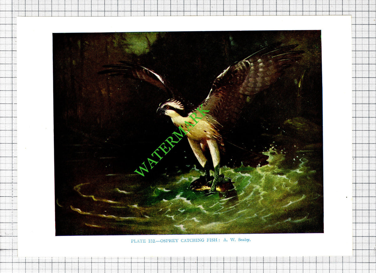 OSPREY A W Seaby Bird - 1960s Cutting / Print