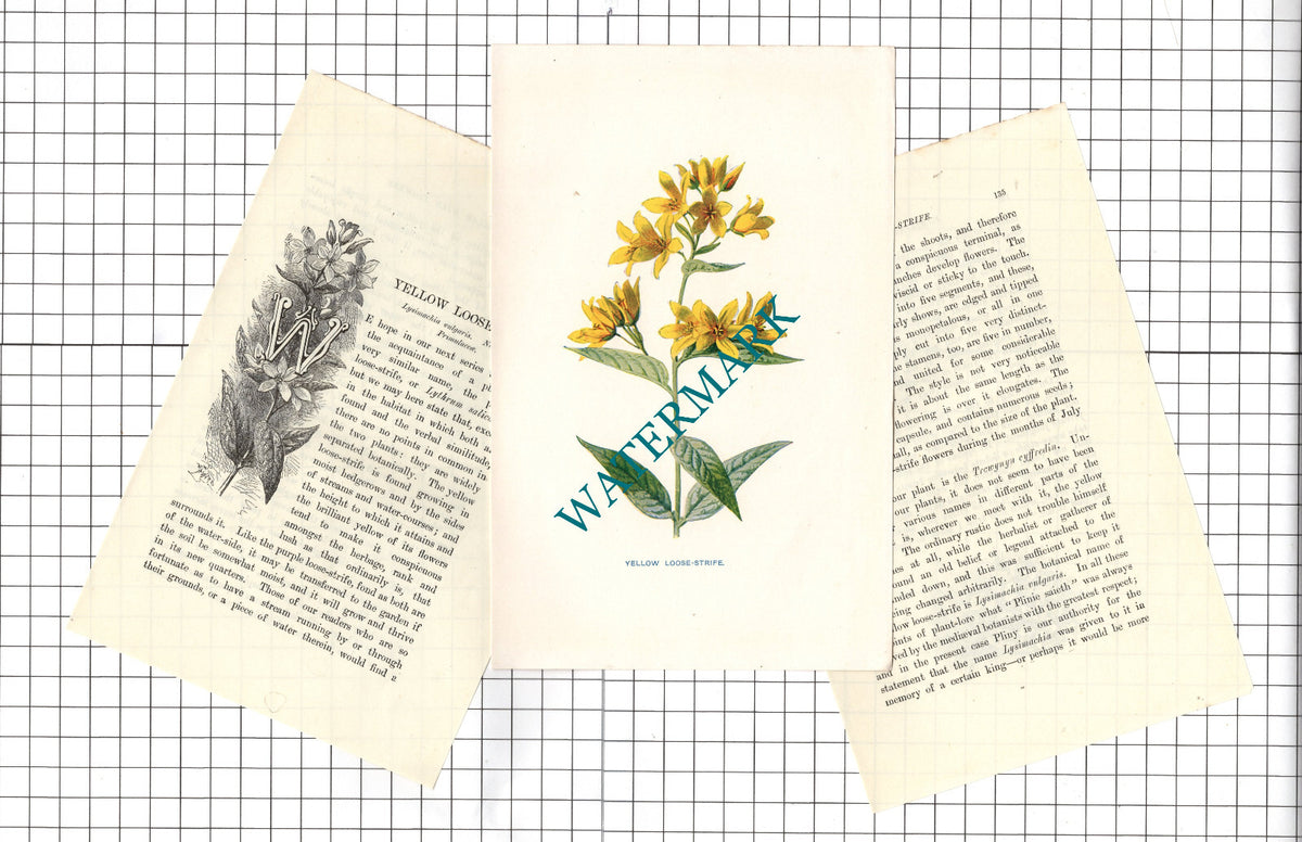 Yelllow Loose-Strife Botannical Wild Flower Plant - c.1900 Small Print