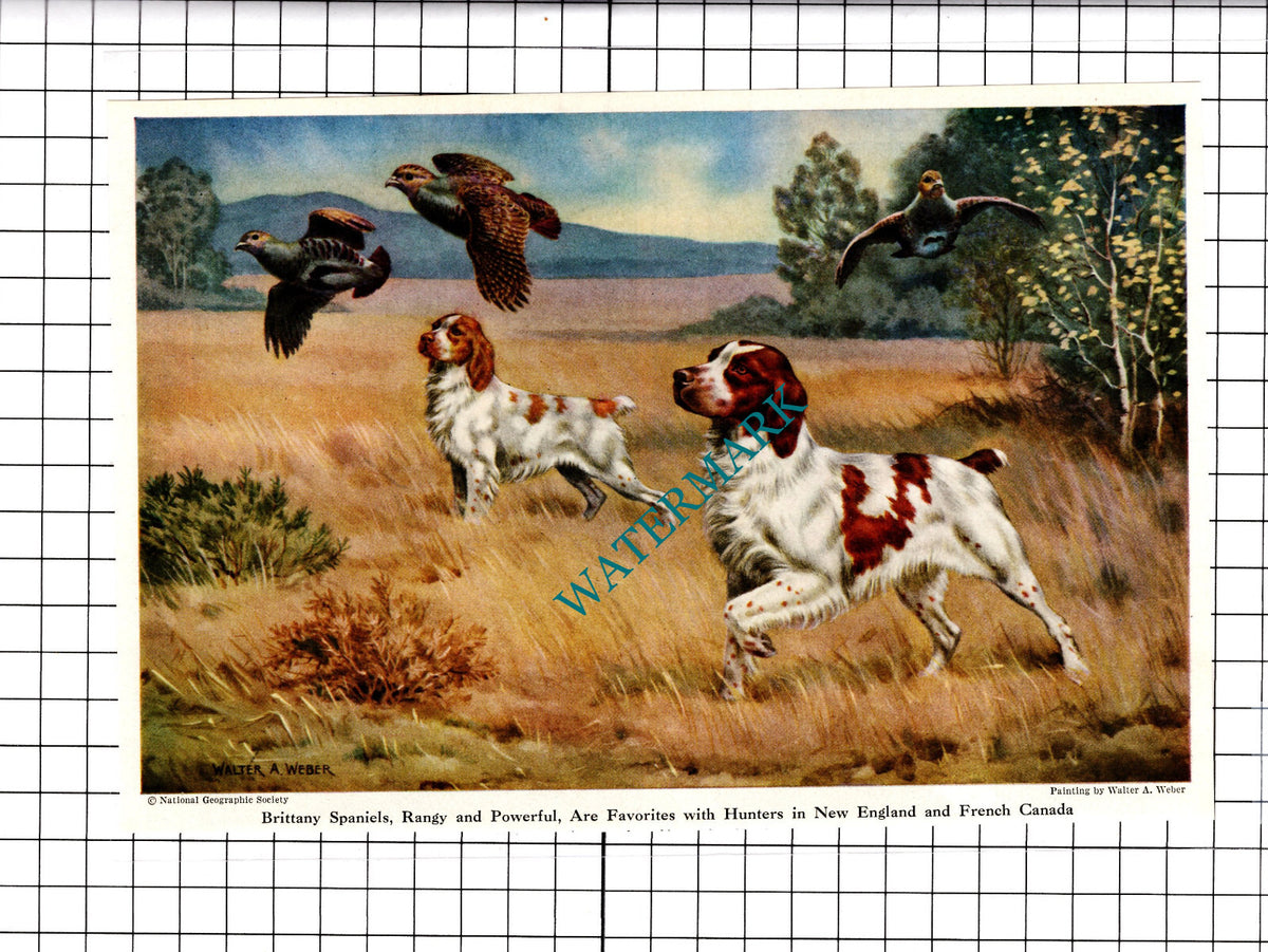 Brittany Spaniels Hunting Dogs Walter A Weber - 1947 Clipping / Print