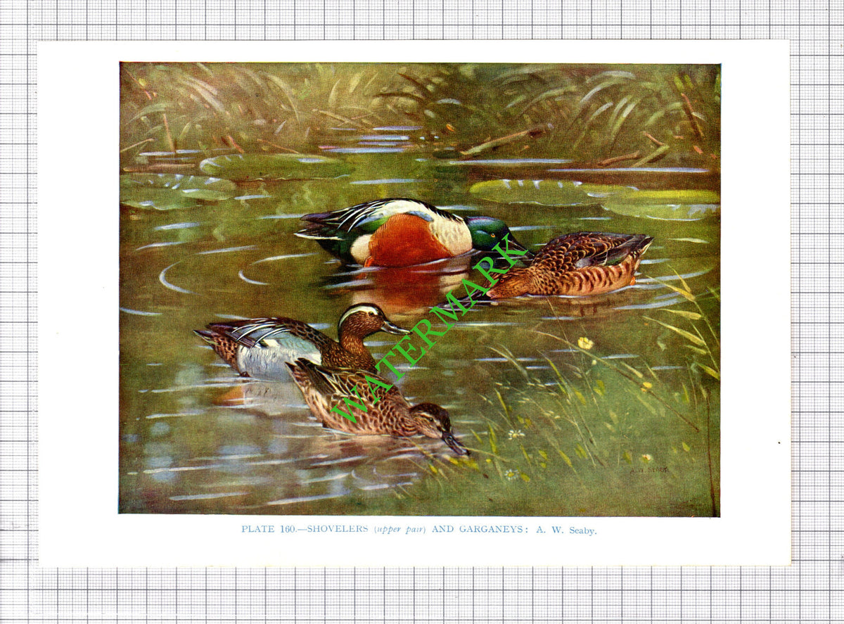 SHOVELER GARGANEY DUCK A W Seaby Bird - 1960's Cutting / Print