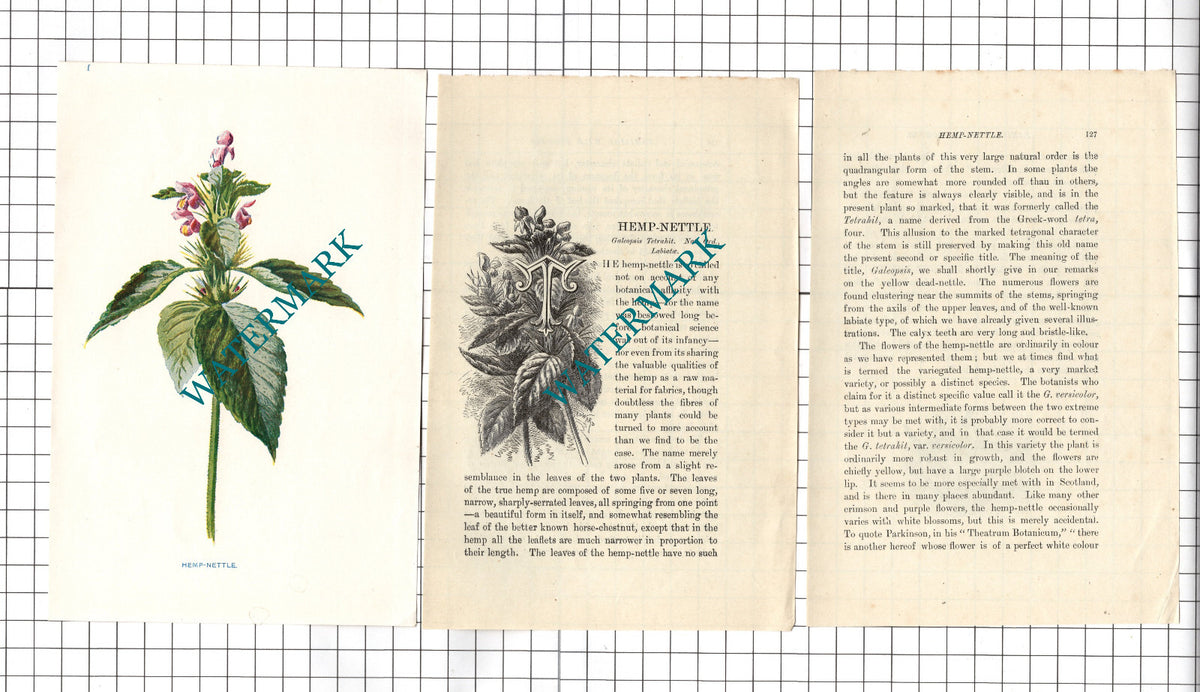 Hemp Nettle Botannical Wild Flower Plant - c.1900 Small Print