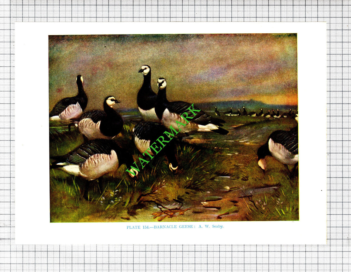BARNACLE GEESE A W Seaby Bird - 1960s Cutting / Print