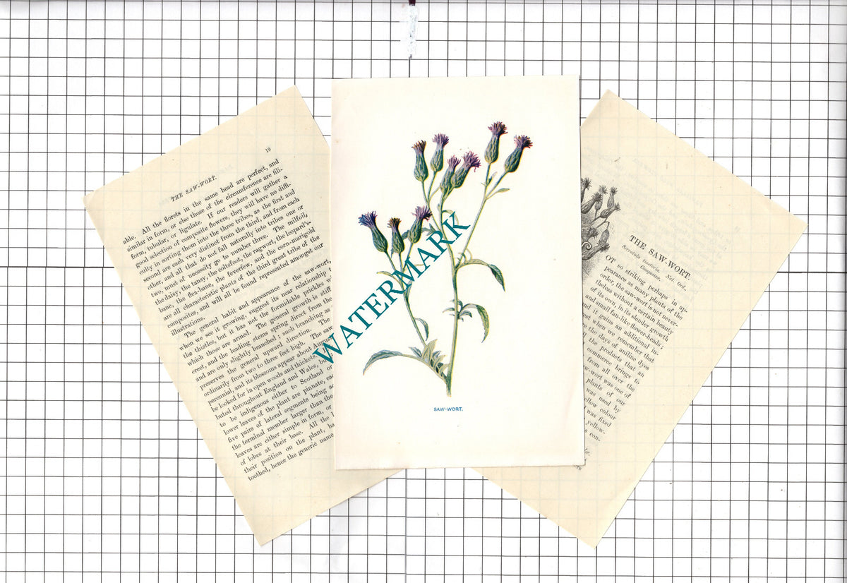 SAW-WORT Botannical Wild Flower Plant Hulme - c.1900 Small Print