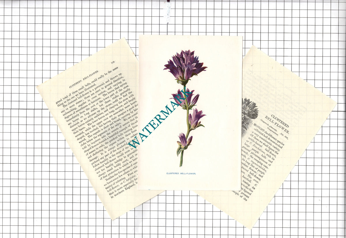 Clustered Bell-Flower Botannical Wild Flower Plant Hulme - c.1900 Small Print