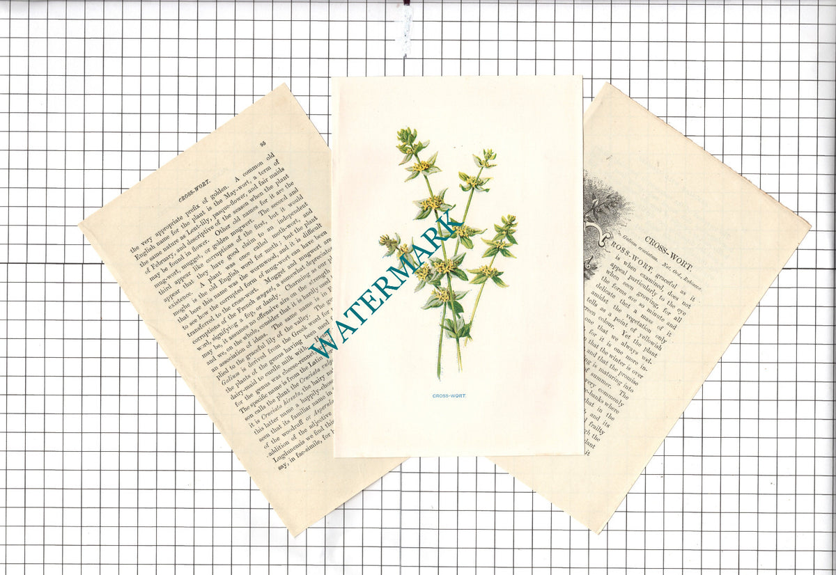 CROSS-WORT Botannical Wild Flower Plant Hulme - c.1900 Small Print