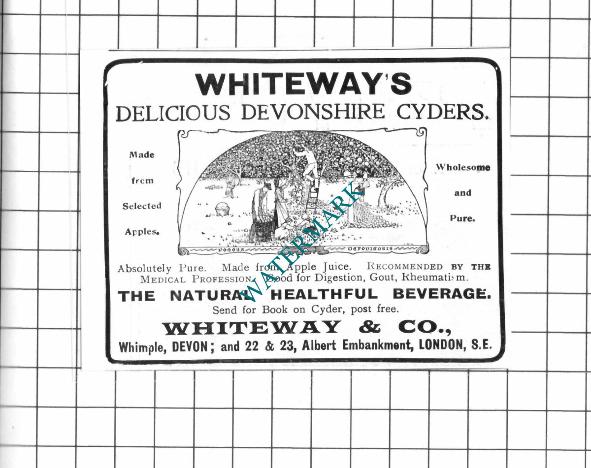 Whiteway & Co Whimple Devon Whiteway's Cyder Advert - 1903 SMALL Clipping
