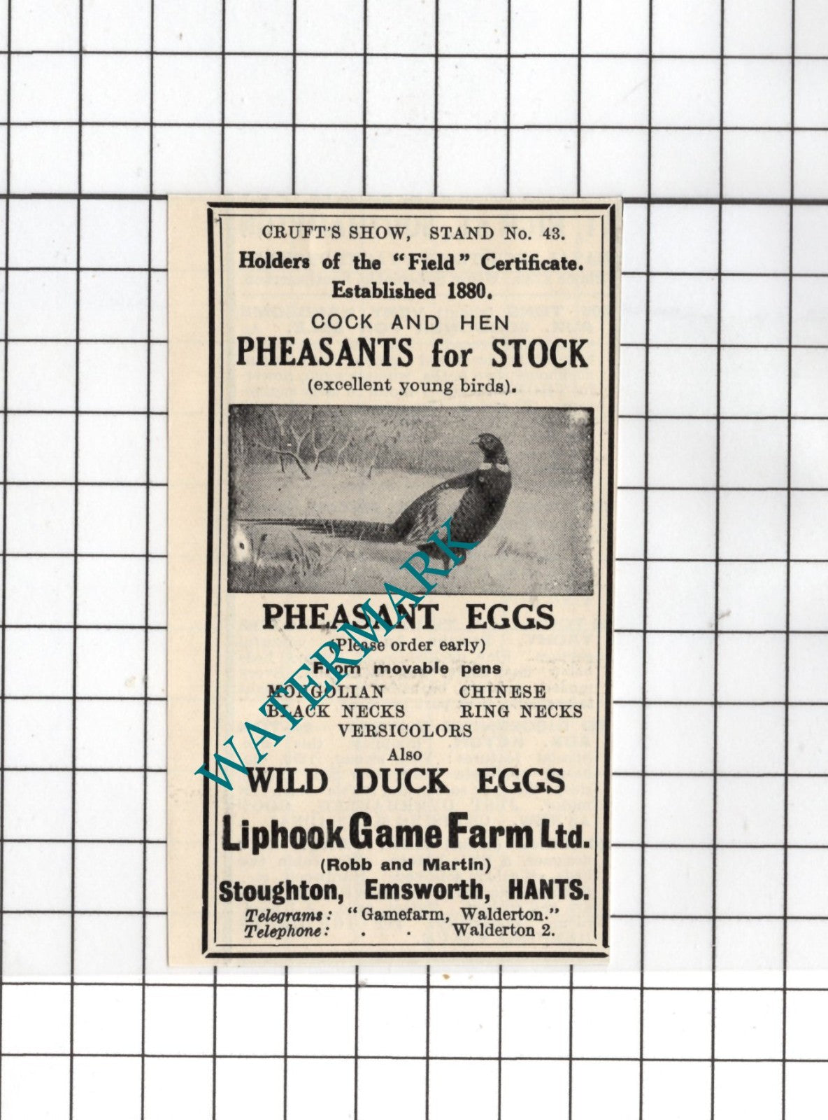 Liphook Game Farm Ltd Stoughton Emsworth Hampshire Robb - 1926 SMALL Advert