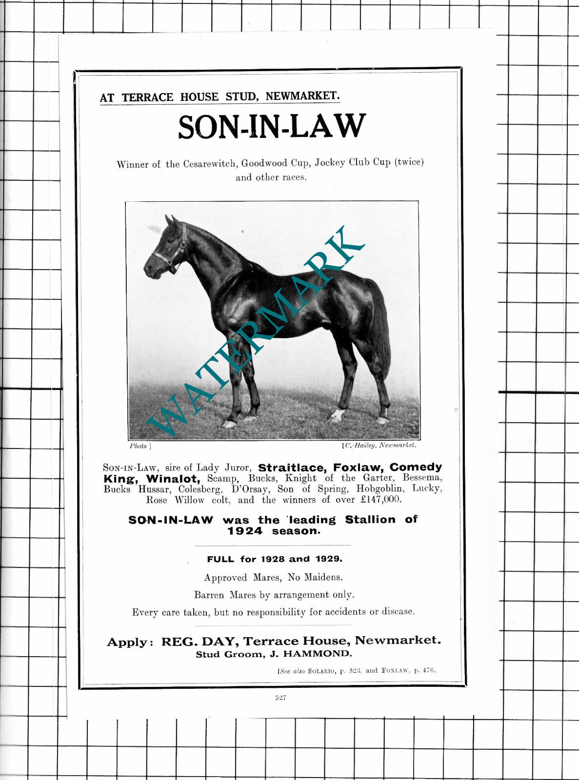 Reg Day Terrace House Stud Newmarket SON-IN-LAW Horse Racehorse - 1927 Advert